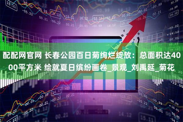 配配网官网 长春公园百日菊绚烂绽放：总面积达4000平方米 绘就夏日缤纷画卷_景观_刘禹延_菊花